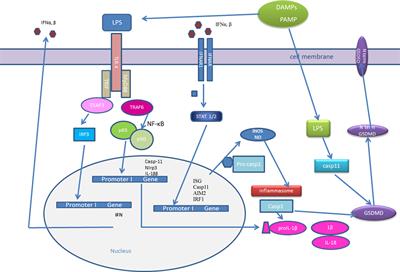 The Role of Interferons in Inflammation and Inflammasome Activation